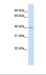 721_B cell lysate. Antibody concentration: 1.0 ug/ml. Gel concentration: 12%.