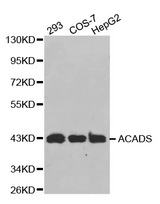 Western blot analysis of extracts of various cell lines, using ACADS antibody.