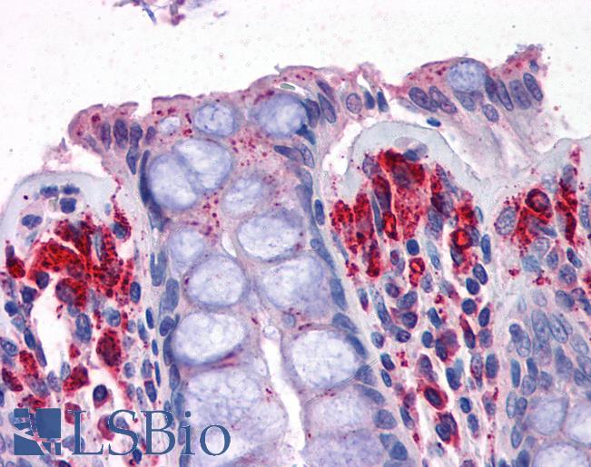 Anti-PRODH antibody IHC of human colon. Immunohistochemistry of formalin-fixed, paraffin-embedded tissue after heat-induced antigen retrieval. Antibody LS-B4931 concentration 3.75 ug/ml.