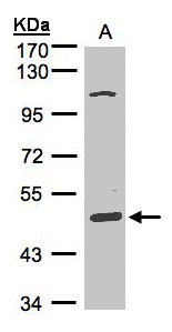 Sample (30 ug of whole cell lysate). A: Hep G2. 7.5% SDS PAGE. SCARA3 / APC7 antibody diluted at 1:1000