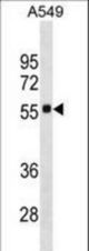 SCARB1 Antibody western blot of A549 cell line lysates (35 ug/lane). The SCARB1 antibody detected the SCARB1 protein (arrow).