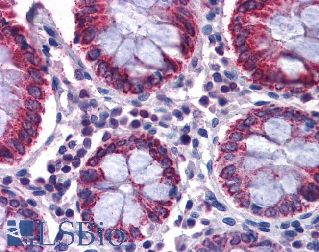 Anti-SCD antibody IHC of human colon. Immunohistochemistry of formalin-fixed, paraffin-embedded tissue after heat-induced antigen retrieval. Antibody LS-B3941 concentration 5 ug/ml.