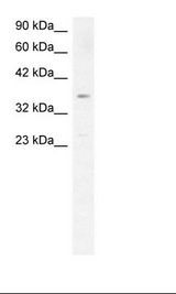 Fetal Liver Lysate