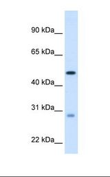 Fetal liver cell lysate. Antibody concentration: 1.25 ug/ml. Gel concentration: 12%.