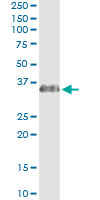 Immunoprecipitation of ECHS1 transfected lysate using anti-ECHS1 monoclonal antibody and Protein A Magnetic Bead, and immunoblotted with ECHS1 rabbit polyclonal antibody.