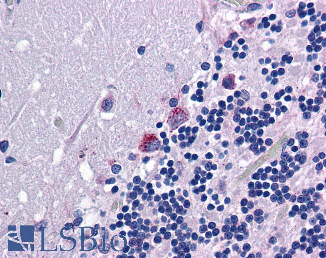 Anti-PRODH antibody IHC of human brain, cerebellum. Immunohistochemistry of formalin-fixed, paraffin-embedded tissue after heat-induced antigen retrieval. Antibody LS-B4931 concentration 3.75 ug/ml.