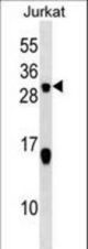 STMN2 Antibody western blot of Jurkat cell line lysates (35 ug/lane). The STMN2 antibody detected the STMN2 protein (arrow).