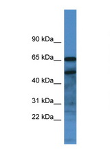 SCG3 / Secretogranin 3 antibody western blot of Small Intestine lysate. Antibody concentration 1 ug/ml.