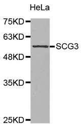 Western blot analysis of extracts of HeLa cell lines, using SCG3 antibody.