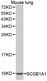 Western blot analysis of extracts of mouse lung cell lines, using SCGB1A1 antibody.