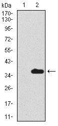 Western blot using SCGB1A1 monoclonal antibody against HEK293 (1) and SCGB1A1 (AA: 26-91)-hIgGFc transfected HEK293 (2) cell lysate.