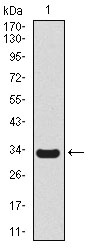 Western blot using SCGB1A1 monoclonal antibody against human SCGB1A1 recombinant protein. (Expected MW is 33.4 kDa)