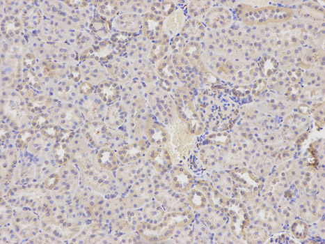 Immunohistochemistry of paraffin-embedded rat kidney using HADH antibody at dilution of 1:400 (200x lens).