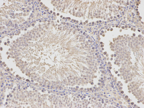 Immunohistochemistry of paraffin-embedded rat testis using HADH antibody at dilution of 1:400 (200x lens).