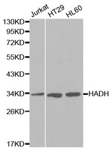 Western blot analysis of extracts of various cell lines, using HADH antibody.