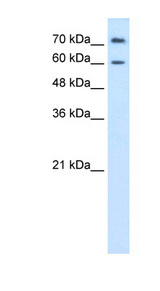 PRODH2 antibody LS-C40335 Western blot of HepG2 cell lysate.