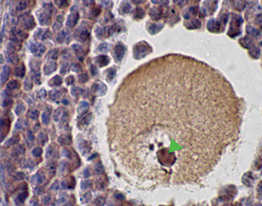 Punctate staining of murine SCP1 in mouse ovary using LS-C2911.
