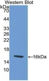 Western blot of recombinant PROK1 / EG-VEGF.