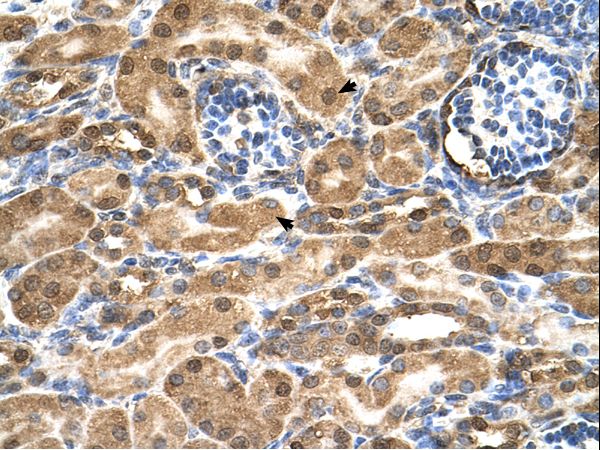 SDF2 antibody LS-C81284 was used in IHC to stain formalin-fixed, paraffin-embedded human kidney.