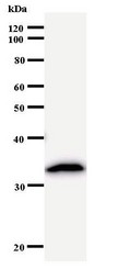 Western blot of immunized recombinant protein using PSMC5 antibody.