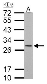 SDHB antibody [C2C3], C-term detects SDHB protein by Western blot analysis. A. 30 ug Neuro2A whole cell lysate/extract. 12 % SDS-PAGE. SDHB antibody [C2C3], C-term dilution:1:1000