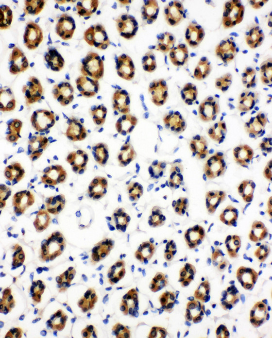 SDHC antibody. IHC(P): Rat Gaster Tissue.