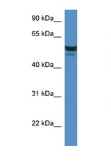 SDPR antibody LS-C135244 Western blot of Mouse Heart lysate. Antibody concentration 1 ug/ml.