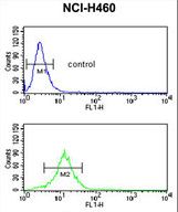 SDR Antibody flow cytometry of NCI-H460 cells (bottom histogram) compared to a negative control cell (top histogram). FITC-conjugated goat-anti-rabbit secondary antibodies were used for the analysis.