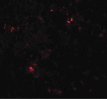 Immunofluorescence of SDPR in human spleen tissue with SDPR antibody at 20 ug/ml.