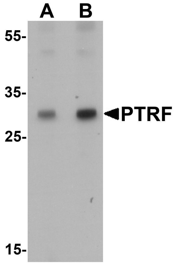 Western blot analysis of SDPR in HeLa cell lysate with SDPR antibody at (A) 1 and (B) 2 ug/ml