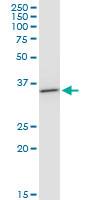 BDH1 monoclonal antibody (M03), clone 4B3. Western Blot analysis of BDH1 expression in NIH/3T3.