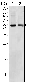 Western blot using BDH1 mouse monoclonal antibody against HepG2 (1) and NIH/3T3 (2) cell lysate.