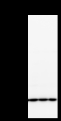 Detection of PSMC5 by Western blot. Samples: Whole cell lysate from human HEK293 (H, 25 ug) , mouse NIH3T3 (M, 25 ug) and rat F2408 (R, 25 ug) cells. Predicted molecular weight: 45 kDa