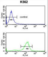 SDS Antibody flow cytometry of K562 cells (bottom histogram) compared to a negative control cell (top histogram). FITC-conjugated goat-anti-rabbit secondary antibodies were used for the analysis.