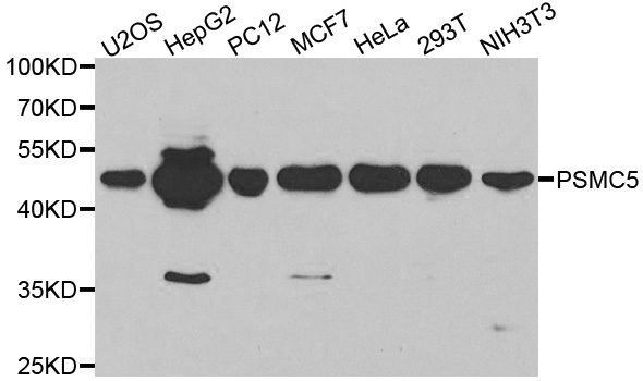 Western blot analysis of extracts of various cell lines, using PSMC5 antibody.