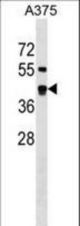 SDSL Antibody western blot of A375 cell line lysates (35 ug/lane). The SDSL antibody detected the SDSL protein (arrow).