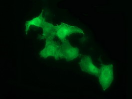 Anti-SDSL mouse monoclonal antibody immunofluorescent staining of COS7 cells transiently transfected by pCMV6-ENTRY SDSL.