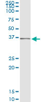 Immunoprecipitation of SEC13 transfected lysate using anti-SEC13 monoclonal antibody and Protein A Magnetic Bead, and immunoblotted with SEC13 rabbit polyclonal antibody.
