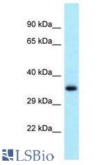 SEC13 antibody Western Blot of Fetal Heart. Antibody dilution: 1 ug/ml.