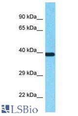 SEC13 antibody Western Blot of MCF7. Antibody dilution: 1 ug/ml.