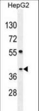 SEC13 Antibody western blot of HepG2 cell line lysates (35 ug/lane). The SEC13 antibody detected the SEC13 protein (arrow).