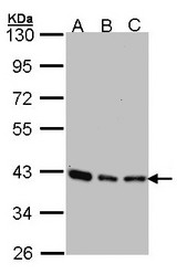 Sample (30 ug of whole cell lysate). A:293T, B: A431 , C: H1299. 10% SDS PAGE. SEC13 antibody diluted at 1:1000.