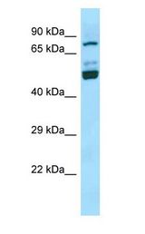 SEC14L1 antibody Western Blot of Jurkat.