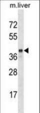 SEC14L2 Antibody western blot of mouse liver tissue lysates (35 ug/lane). The SEC14L2 antibody detected the SEC14L2 protein (arrow).