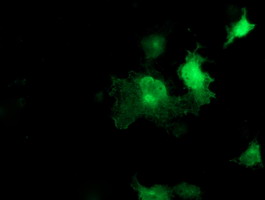 Anti-SEC14L2 mouse monoclonal antibody immunofluorescent staining of COS7 cells transiently transfected by pCMV6-ENTRY SEC14L2.