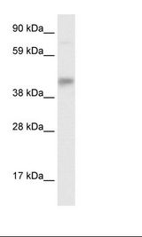 Fetal Liver Lysate