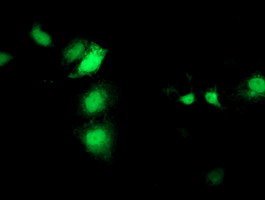 Anti-SEC14L2 mouse monoclonal antibody immunofluorescent staining of COS7 cells transiently transfected by pCMV6-ENTRY SEC14L2.