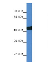 SEC14L3 antibody LS-C135350 Western blot of Rat Lung lysate. Antibody concentration 1 ug/ml.