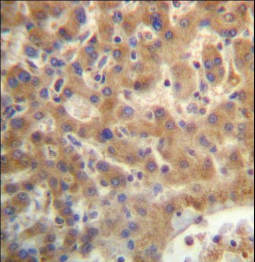 SEC14L4 Antibody immunohistochemistry of formalin-fixed and paraffin-embedded human liver tissue followed by peroxidase-conjugated secondary antibody and DAB staining.