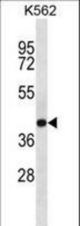 SEC14L4 Antibody western blot of K562 cell line lysates (35 ug/lane). The SEC14L4 antibody detected the SEC14L4 protein (arrow).